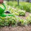 Pädagogische Gartenprojekte und Gesundheit: Ernährungserziehung durch den Anbau von Obst und Gemüse