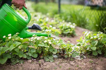 Pädagogische Gartenprojekte und Gesundheit: Ernährungserziehung durch den Anbau von Obst und Gemüse