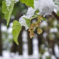 Winterfeste Bewässerungslösungen für den Balkon: Gut vorbereitet durch die kalte Jahreszeit