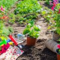 Mitmachaktionen und Initiativen: Bürgergärten für mehr Nachhaltigkeit und Insektenschutz
