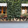 Ziergräser und Strukturpflanzen: Moderne Akzente auf Balkon und Terrasse