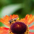 Insektenhotels, Komposthaufen & Co.: Umweltschutz praktisch im Gemüsegarten erleben