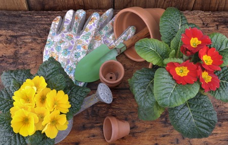 Biologische Nützlinge: Marienkäfer, Florfliegen & Co. im Kampf gegen Schädlinge