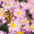 Urban Gardening: So gestalten Sie insektenfreundliche Gärten auf Balkon und Terrasse