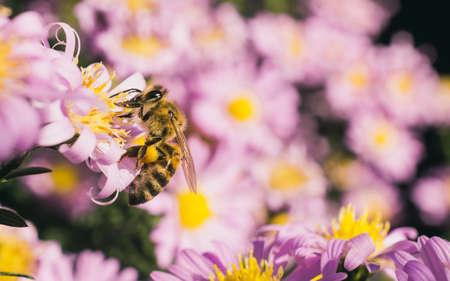 Urban Gardening: So gestalten Sie insektenfreundliche Gärten auf Balkon und Terrasse