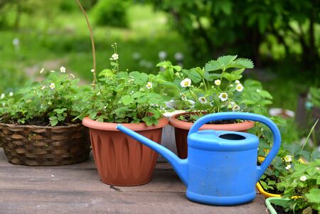 Trendige Pflanzgefäße und ihre Wirkung auf Balkon und Terrasse