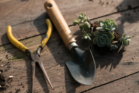 Rasenpflege für Allergiker: Pollen, Mulch und Luftqualität im Fokus