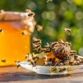 Bienenschutz leicht gemacht: Tipps für kinderfreundliche Bienenweiden im Garten